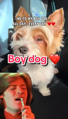 He’s the love of my life 😭😭❤️😭❤️ #dogmom #yorkiesoftiktok #yorkie #yorkiemom #dogtok #dog #inlove #doglover 