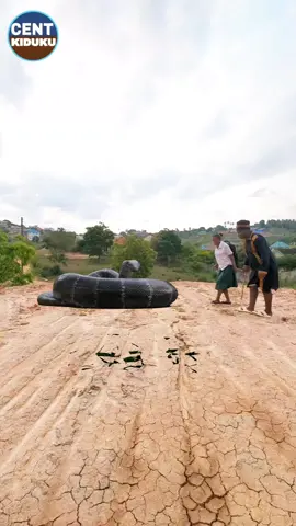 Snakes Funny Video 😅 #funny #comedia 