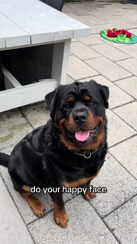 Which one is your favorite?🥰 #dogsoftiktok #rottweiler #fyp 