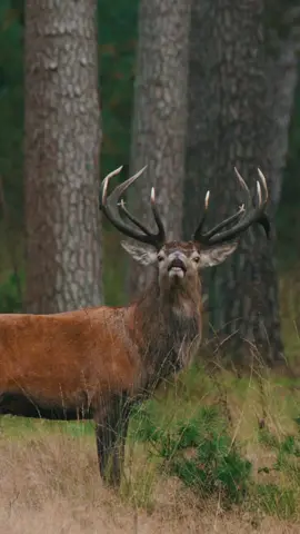 Ce regard 👀  #photographeanimalier #cervidé #wildlifephotographer #wildlifeonearth #reddeer #deer #wildlifephotography #wildlife #naturelovers #bbcearth #natgeowild #animalplanet #deerseason #deerhunting #deerhunter #deerphotography #hunter #wildlifeonearth 