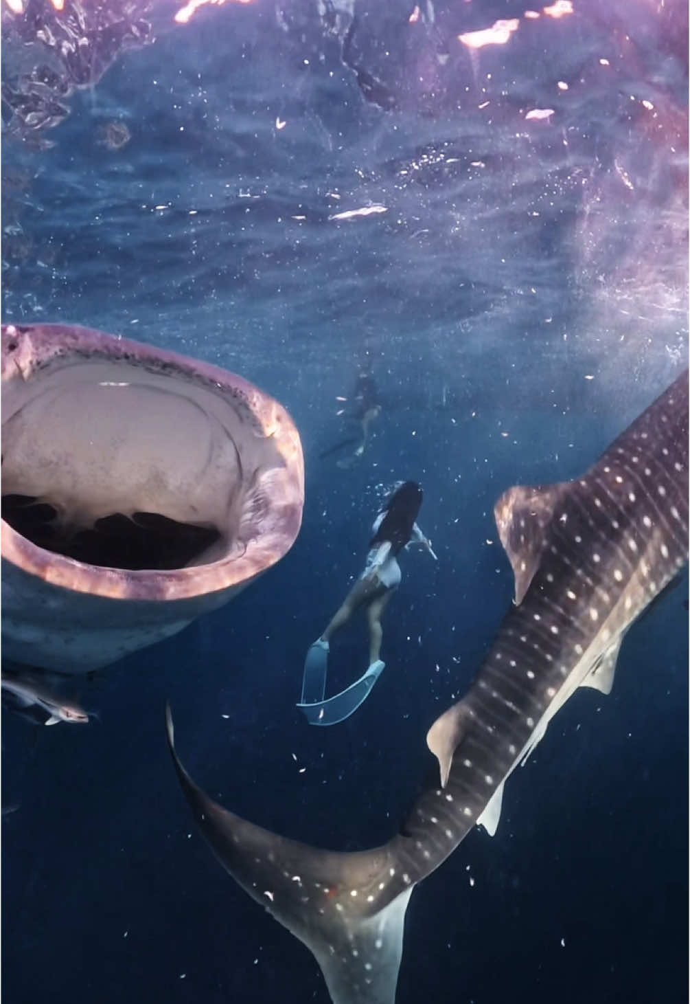 Hampir Aja di hap . Memang sih ga gigit . Tapi nelen 😂😂 #freedive#freediving#freediver#whaleshark#sumbawa 