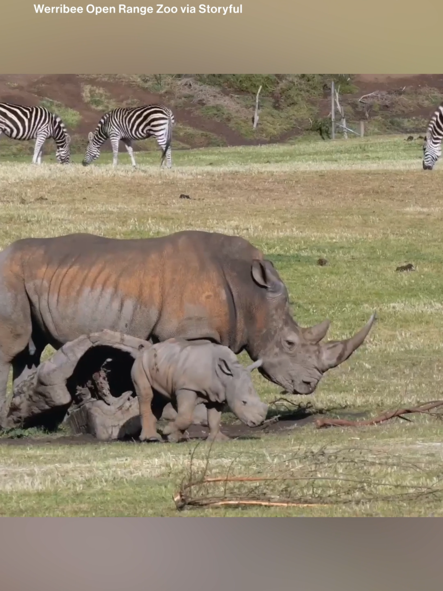 Staff at the Werribee Open Range Zoo near Melbourne, Australia, celebrated baby rhino, Jabulani's, first 