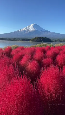 📍 Oishi Park, Kawaguchiko 🗻 ⠀ One of the most beautiful moments has just arrived — the Kochia bushes have turned red ♥️  #japan #traveljapan #japantravel #kawaguchiko #富士　#河口湖　#kochia 