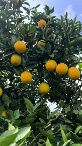 Cam vinh 20.000 tại vườn mỗi cây 1,5 tạ năm nào cũng có thu #camcanh🍊 #lucngan #caytrong #nongdan #kythuatcaytrong #mocchau #hoabinh #camvinh #quảcam🍊 