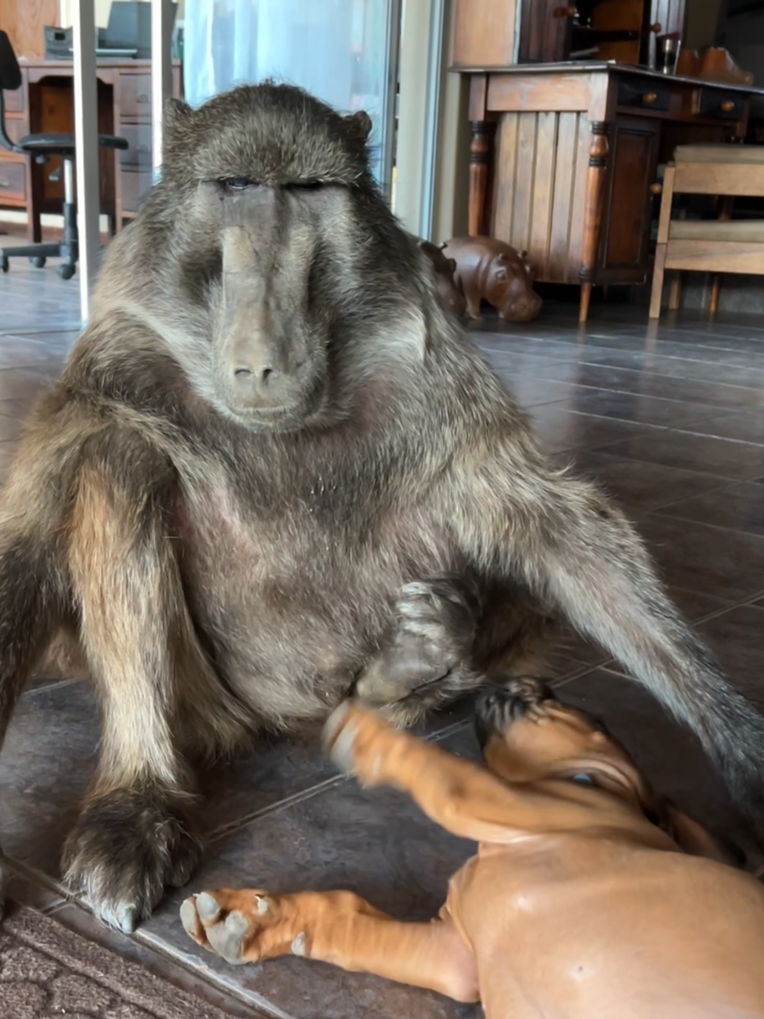 Cindy the Baboon was very patient with Rigby the Puppy! 🥰😍 #monkey#farmlife #cuteanimals #puppylove #jhope