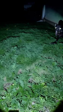 Dont fall for the distractions. The Florida Aliens are getting more bold.  #aliensighting #aliensconfirmed #horrortiktok #weirdcore #creepystory  #creatorsearchinsights 