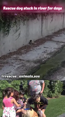 Rescue dog stuck in river for days #dog #animal #animalrescue #fyp