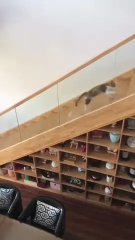 Cats can be really funny sometimes 😂 #kitten #funny #funnycat #funnyanimals #funnypets #funnycatsoftiktok #cutecat #catlover #catsoftiktok #cats 