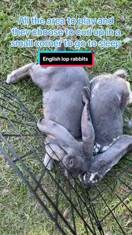 English lop rabbits going for a nape #englishlops #englishloprabbit #rabbitbreeder #mississippi #mississippirabbit #houma #Slidell #minifarmlife 
