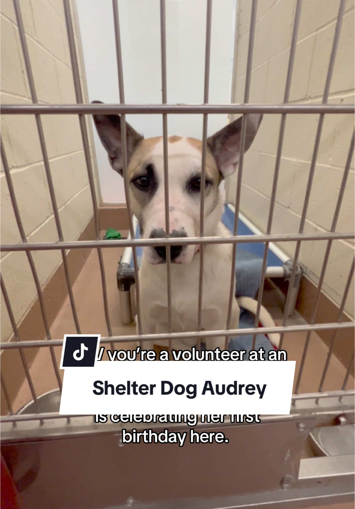 Audrey has been here for 93 days. She was surrendered back in July because her family was having landlord issues. I plan to bake her a cake today. She is adoptable at @Benton Franklin Humane Society in Kennewick, Washington. #shelterdogsrock #adoptashelterdog #tricitieswa #kennewickwa 