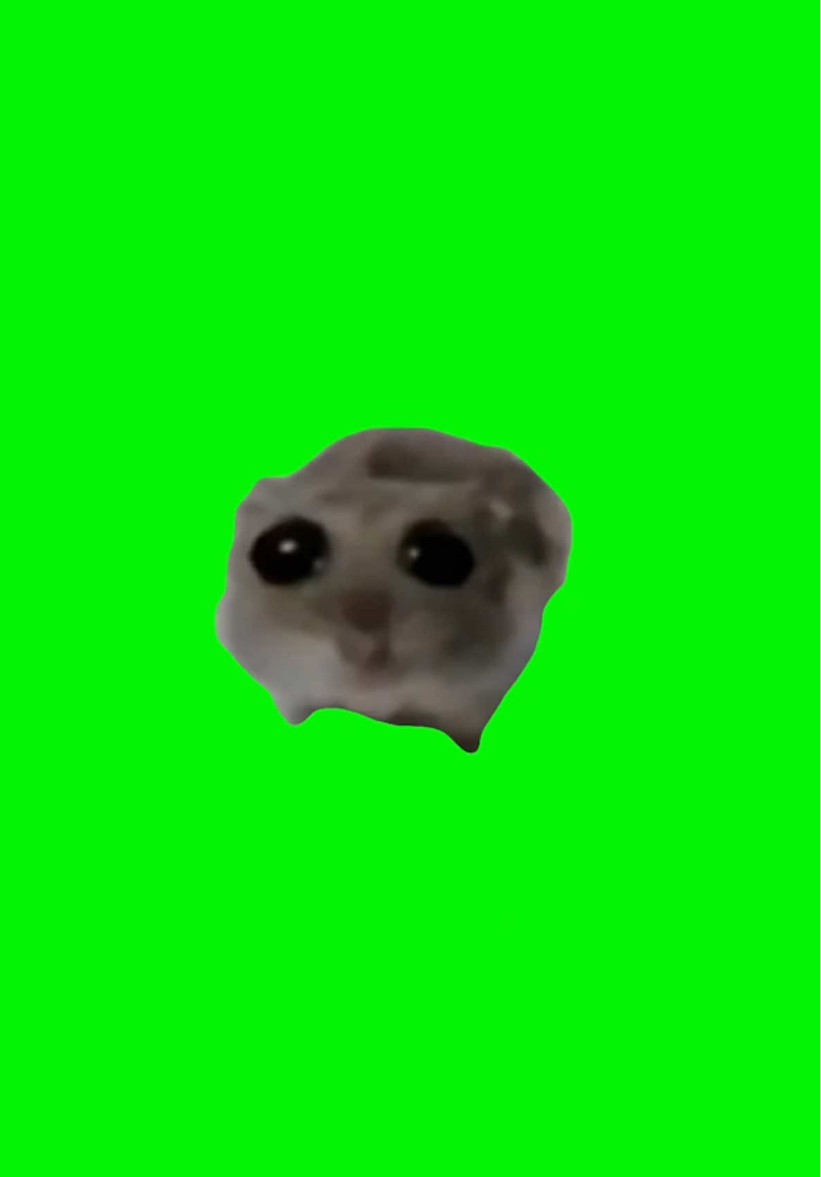 Sad hamster meme green screen