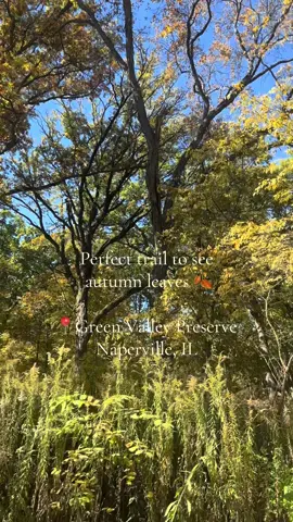 Perfect place in the Chicago suburbs to see the leaves change & go on a hot girl walk. 🍁🍂#autumn #hotgirlwalk #fallaesthetic 