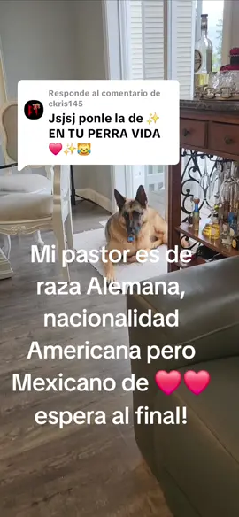 Respuesta a @ckris145 #pastoraleman #mexicanos #perrostiktokers #for #fyp #perros #germanshepherd #gracioso 