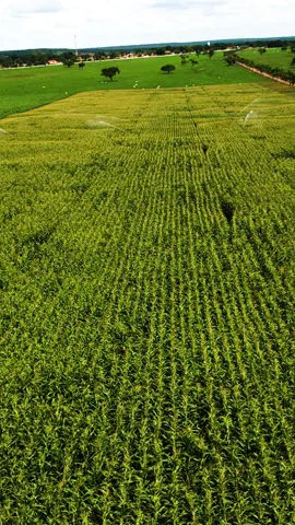 drone plantação de milho #drone #milho #maisviews #viraliza 