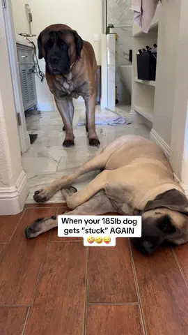 Bowser is special #dogs #fyp #funnydogvideos #funny #dogsoftiktok #dogrescue #mastiffs #mastiffsoftiktok #dogtok #doglife #bigdogs #doggo #puppylife #help #brothers #special #stuck #mamasboy #cutedogs #WeekendVibes #saturday 