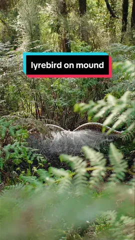 Superb Lyrebird on his display mound during the winter breeding season. A rare wide angle shot from me! 📸 Because their mounds are often surrounded by dense ferns, you really have to film from overhead in most cases. My tripod wasn’t tall enough so I held my camera above my head for this one!  #lyrebird #nature #bird #wildlife #birdwatching 