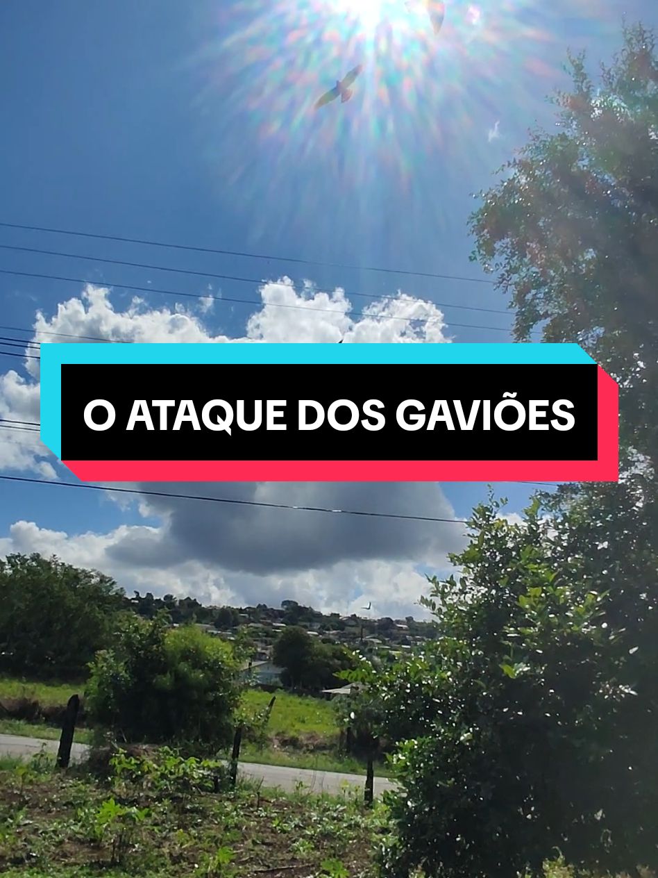 Gaviões em alerta. #gaviões #carancho #águia