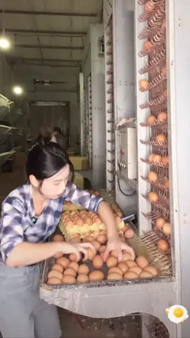 How many eggs can you hold in one hand? #fyp #asmr #egg #eggs #satisfying #asmrvideo #asmrsounds #satisfaction #satisfyingvideo 
