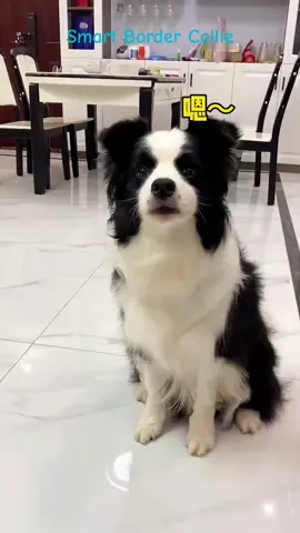 Smart Border Collie#pet #smart #dog 