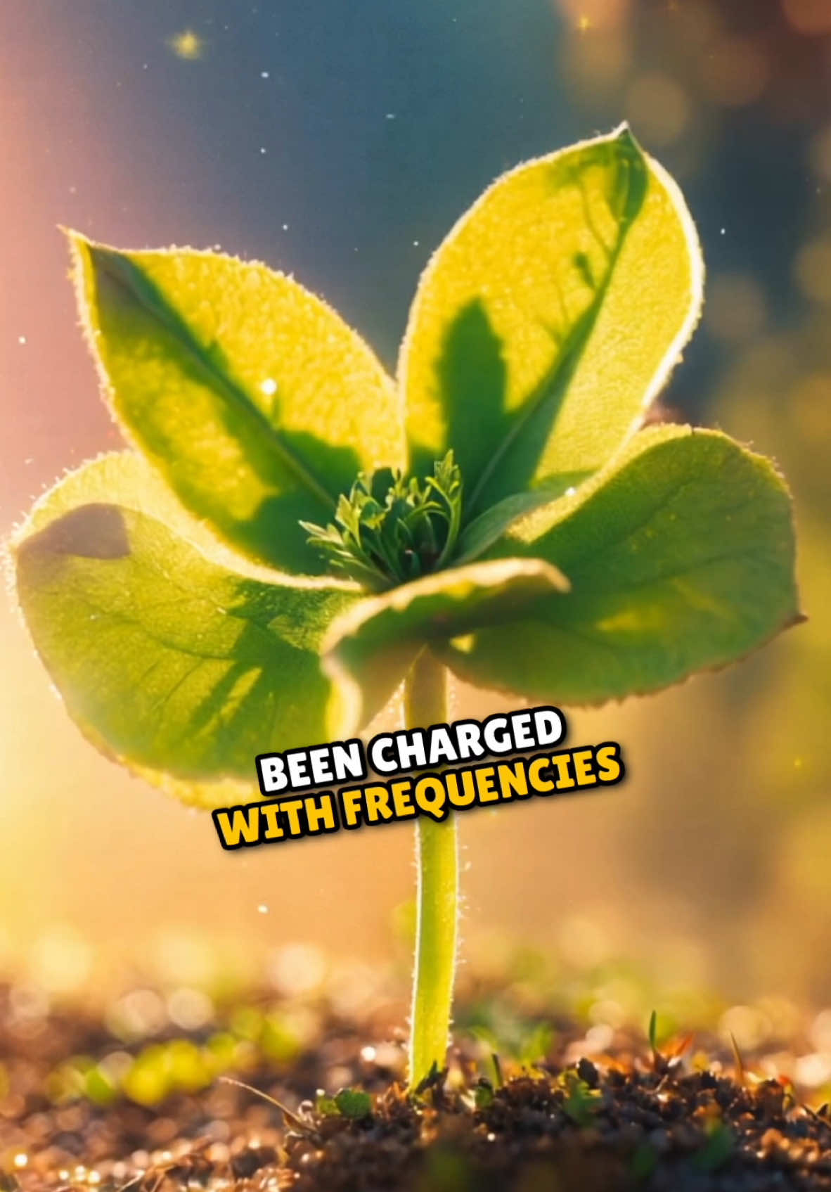 The Incredible Secret Behind Morning Chirps and Dew #reinhardstanjek #ascensiontools #morningenergy #natureenergy #grounding