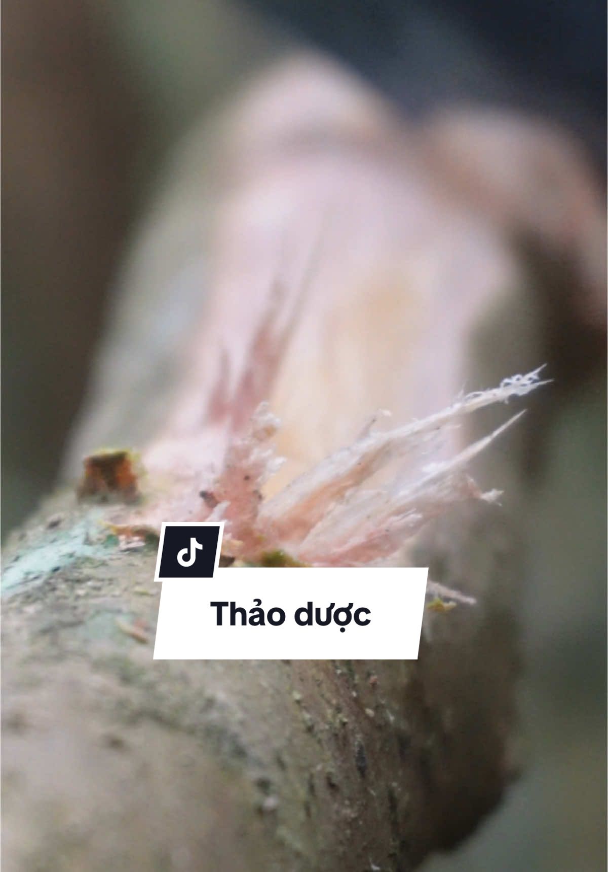 Phần 159 : dây thảo dược lâu năm #chusuthaoduocdongbac #thaoduocgiatruyen #thaoduoc 