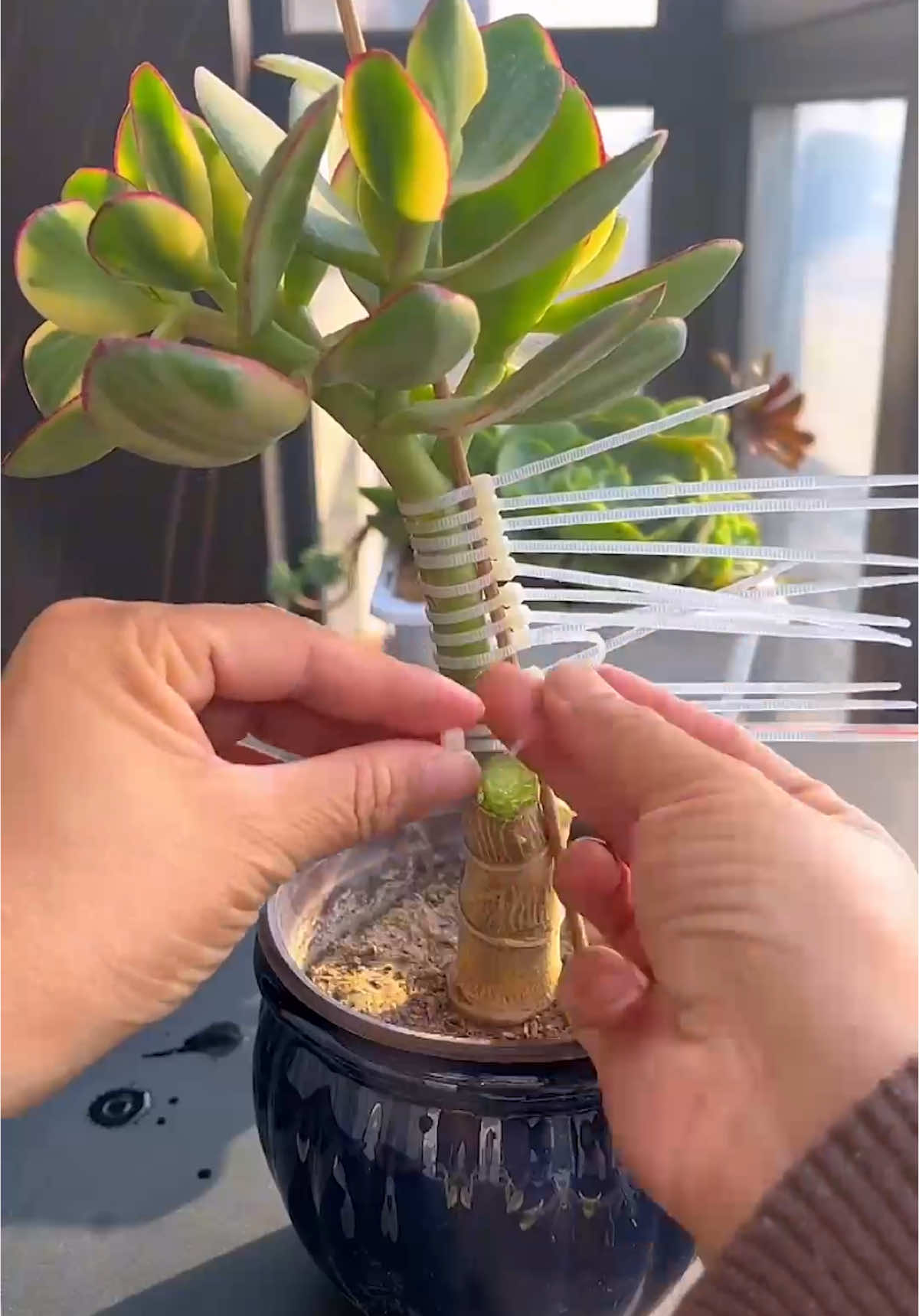 Mẹo chăm sóc sen đá 🪴 #senda #senđá #vuonsenda #succulents #suculentas 