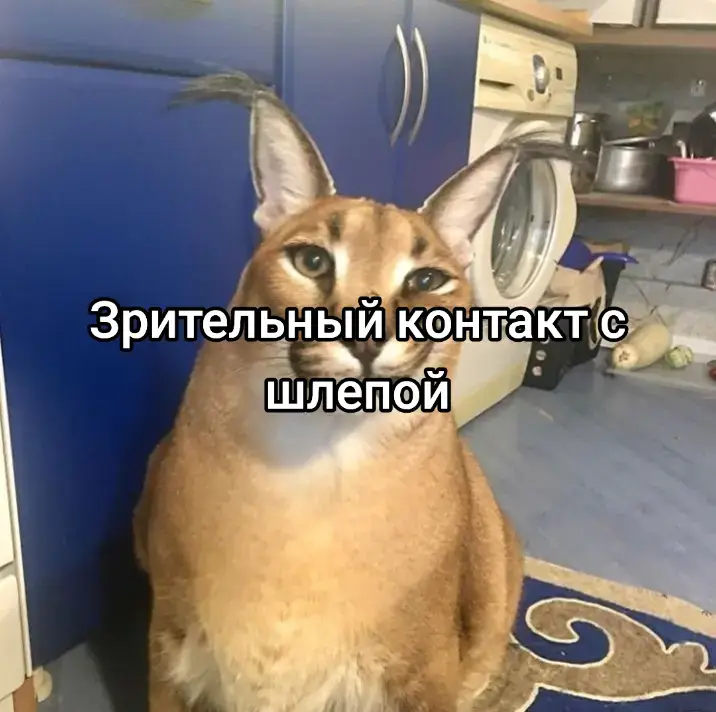 красавчек #кот #рек #рекомендации #шлёпа 