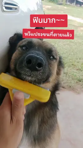 #แปรงหวีขนสัตว์ 