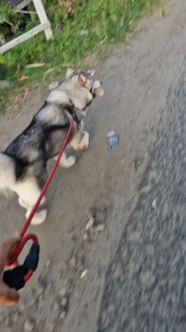 Pie toh konsep joging kaya iki😅 #siberianhusky #huskylife #alaskanmalamute #trending 