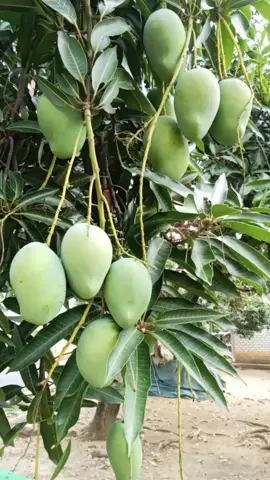 mangga gadung matang pohon.... 1 biji kurang lebih 1/2 kg