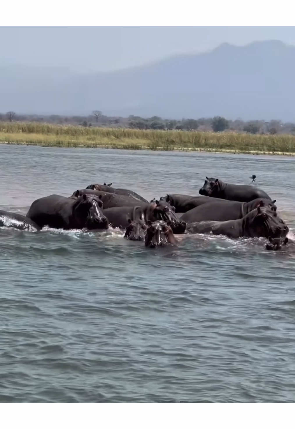 Hippo encounter in Zambezi River.  #elleafricasafaris #elleafricasafari #safari #gamedrive #wildlife #africanwildlife #hippo 