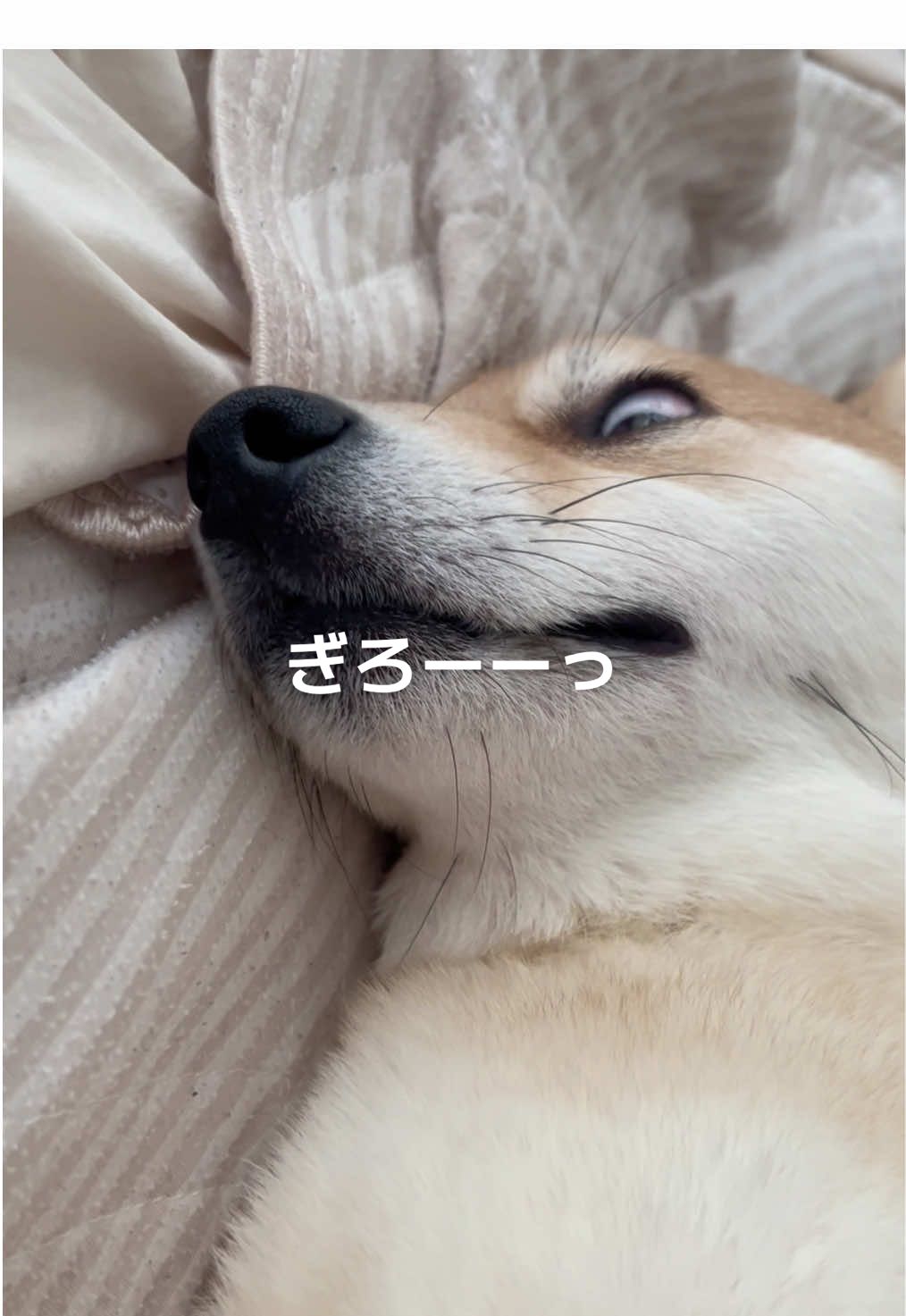 この顔がまた可愛い😂💛 #豆柴 #茶ノ吉 #柴犬 #shibainu #犬の白目 