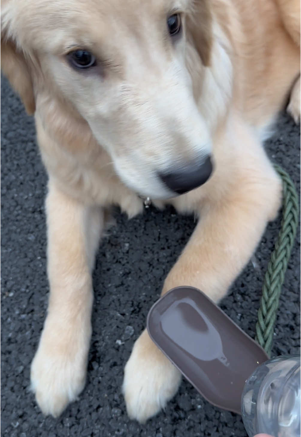 むしろ私がさんぽさせられてる気分になる時まである🤣 「大型犬はお散歩大変だよー！」って散々言われたけど、うちの子体力あんまなくてすぐ座り込みます笑 何でもかんでも結局、犬によります。 #ゴルパピ #ゴルパピ麹 #ゴールデンレトリバー #ゴールデンレトリバーのいる生活  #goldenretriever #goldenretrieverpuppy #goldenretrieverlife