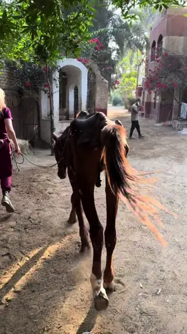 #rescue #foryoupage #aninals #help #Love #alisafari #nevergiveup #horse #viral 