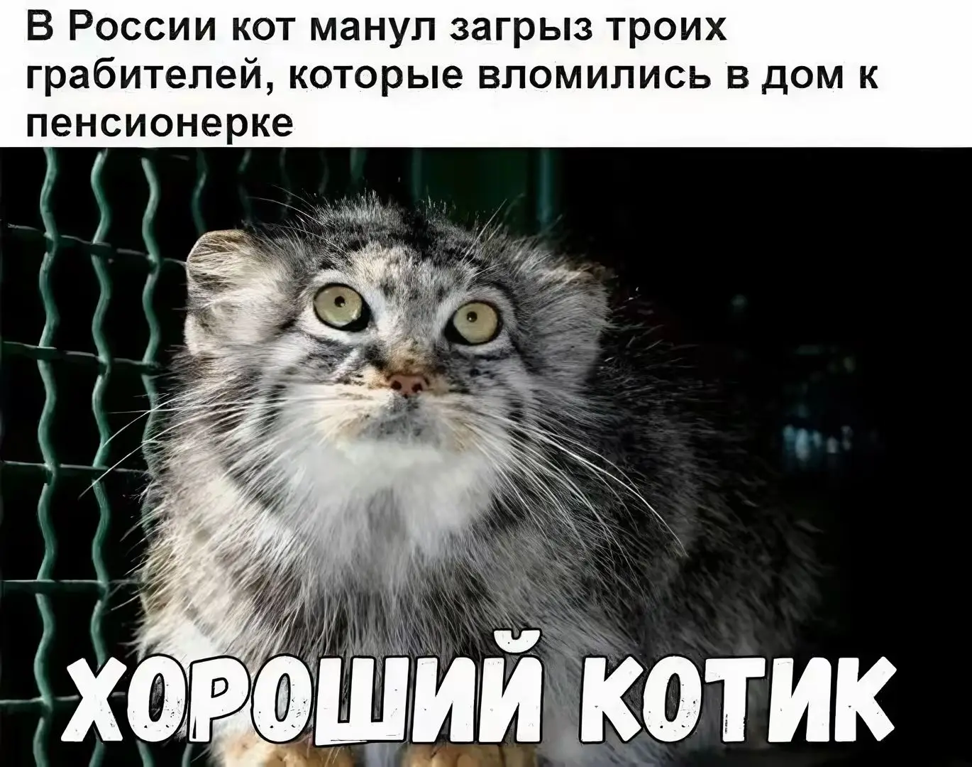 #котики #актив #fypシ゚viral #комфорт #милыепушистики 