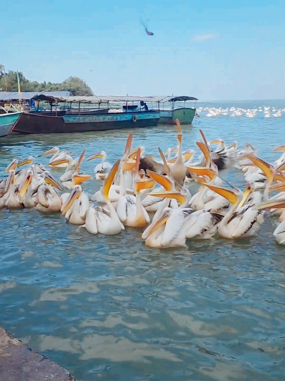 Bahirdar 🌴  Lake Tana #laketana #pelikan #bahirdar #fyp #foryoupage 