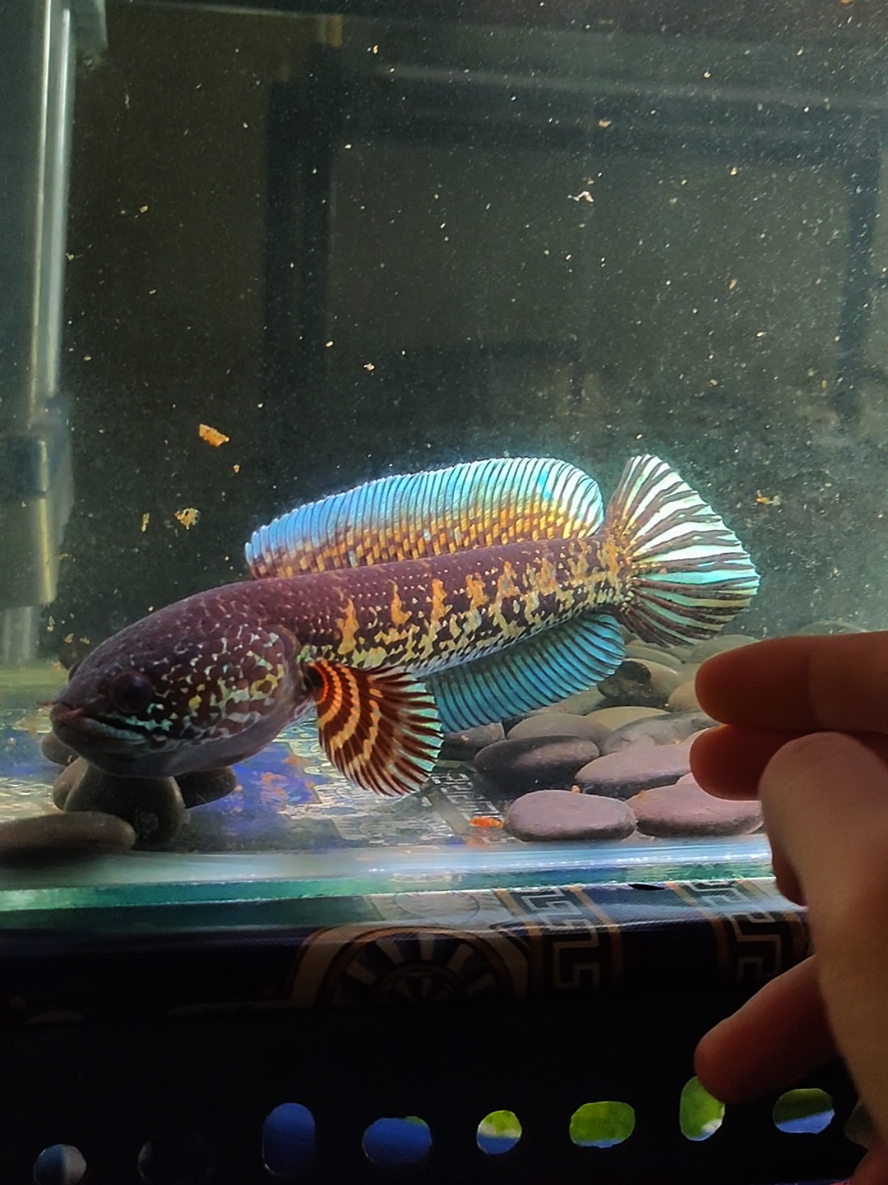 Channa Auranti aka Cobra Koleksi saiz 6 inci 🔥 Mcm biasa minat kasi deringg harga x keras x lembut 🤭 #channa #channaauranti #auranti #aurantimaculata #channaindonesia #channamalaysia #fyp #foryou #fypシ 
