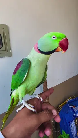 My lovely bablu#talkingparrot #parrot #alexanderparrot #rawparrots #parrotslover #parrotvoice #parrotstiktok 