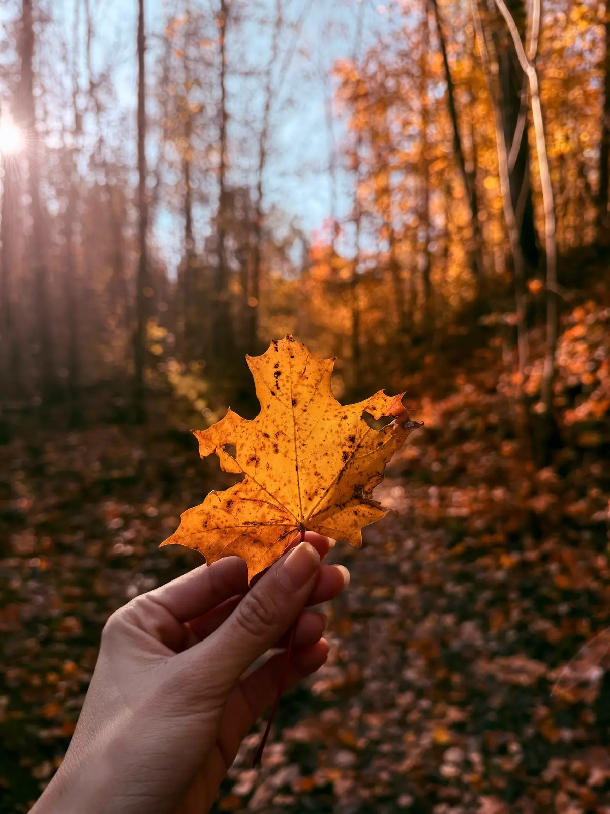 Fall in norway 🍁🍁🍁🍁🍁