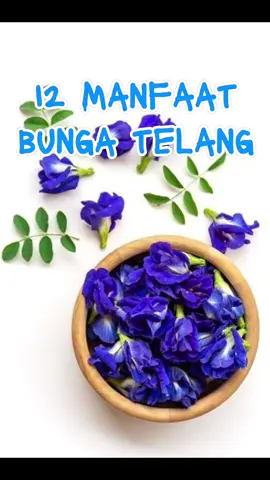 Bunga telang, si biru cantik yang nggak cuma enak dipandang! Punya kandungan antioksidan, bantu cegah penuaan dini, dan baik untuk kesehatan mata. Coba teh bunga telang, yuk! 🌸💙#TikTokCreatorSearchInsightsIncentive#bungatelang #tehherbal #manfaatbungatelang#fyp 