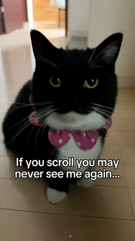 I'm Uni! Wanna be my friend? #Uni #ミヌエット #fyp #tuxedocat #unicouniuni 