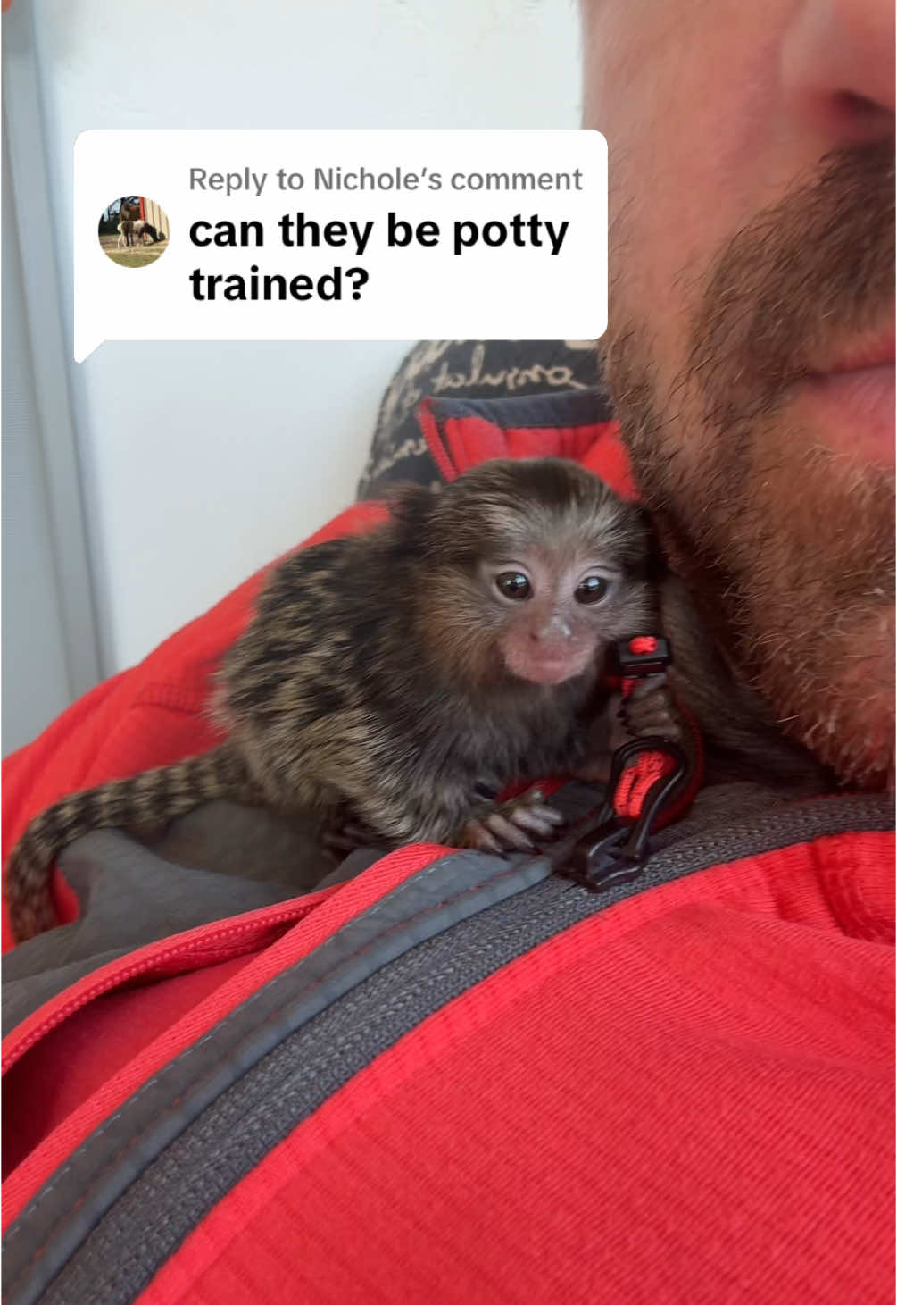 Replying to @Nichole No she cant be potty trained. #konathemarmoset #fingermonkey #marmoset #monkey 