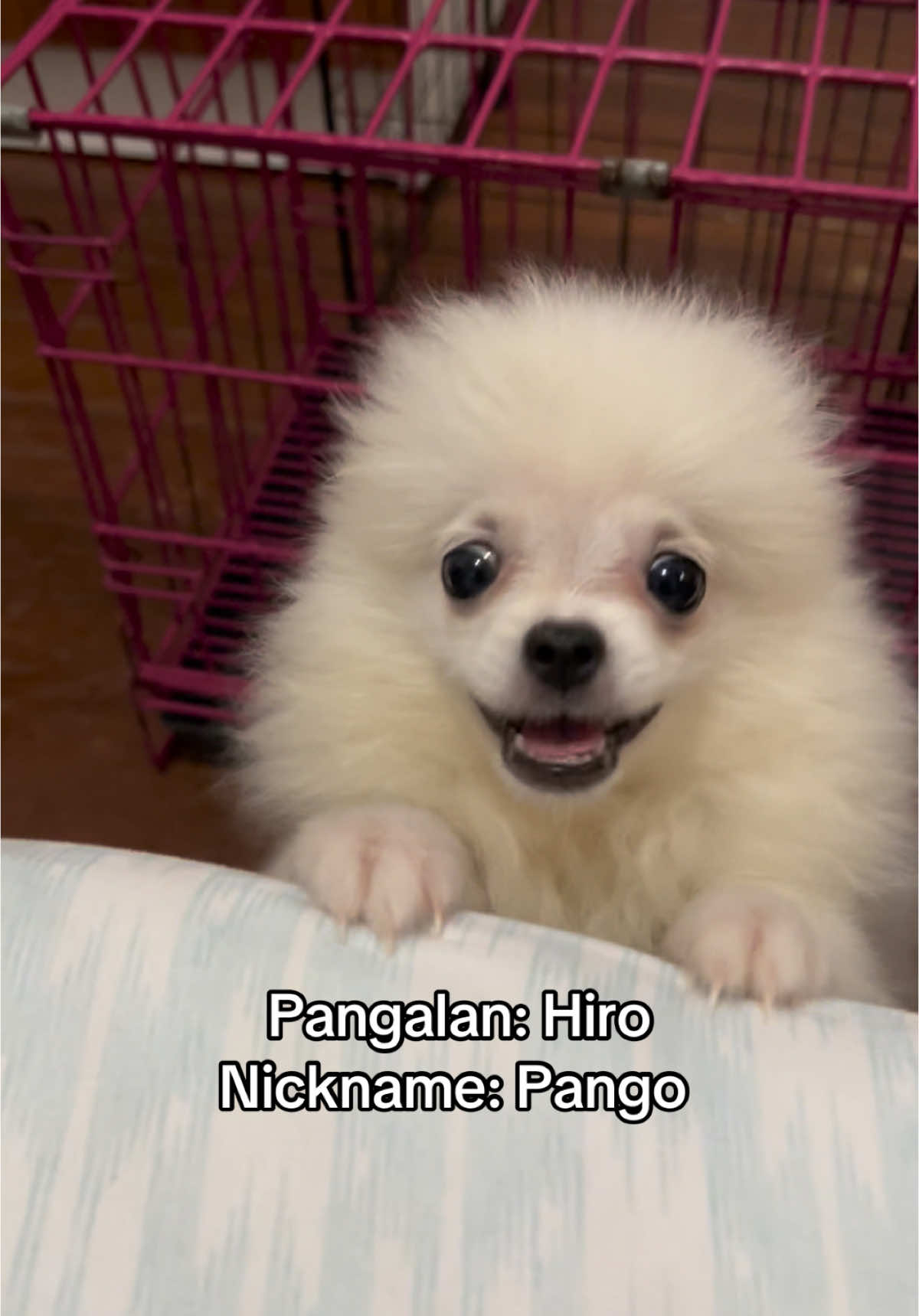 Ano ba kasi mas bagay? HAHAHAHAHAH 🤣 #fyp #foryoupage #PetsOfTikTok #pomeranian #puppies 