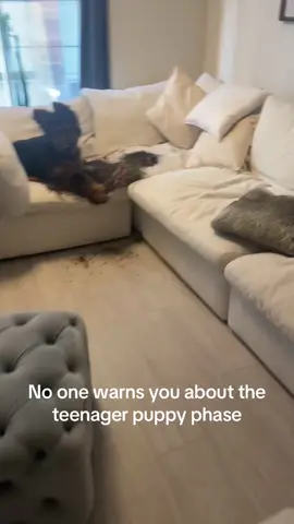#dog #dogs #germanshepherd #dogsoftiktok #funnyvideos #puppylove #baddog 