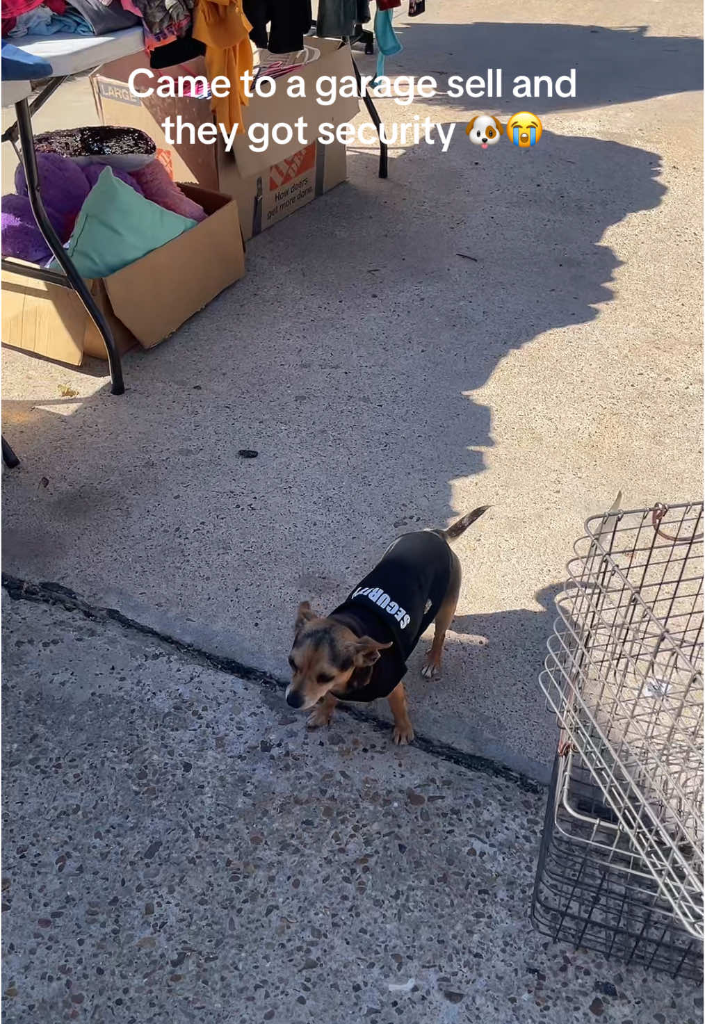 Came to a garage sell and they got security 🐶😭 #fyp #dogsoftiktok #funny 