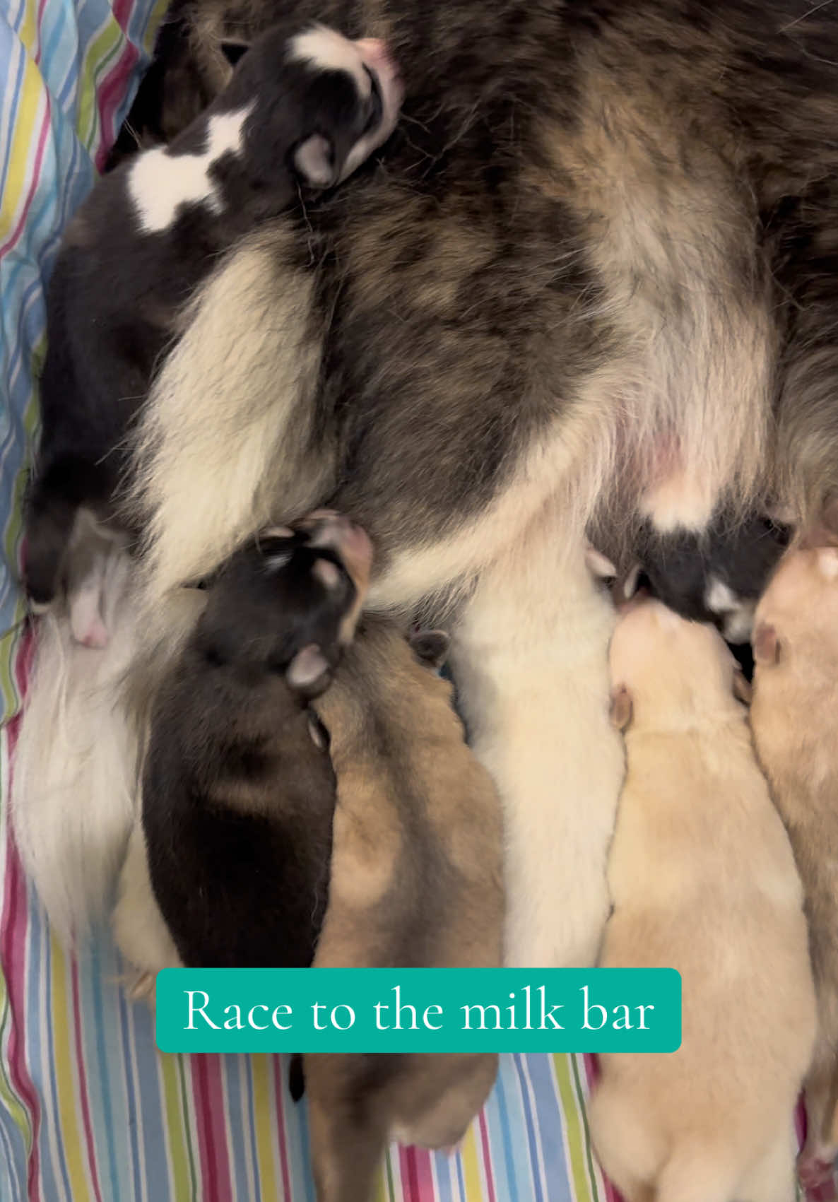 Gotta get to that nipple first at the milk bar! #raceison #pawsomepomskies #pomsky #minihusky #puppyfever #cutepuppies #milkbar 