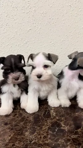 #schnauzerpuppies #schnauzers #schnauzersoftiktok #schnauzermini #foryoupage❤️❤️ #schnauzeroftiktok #miniatureschnauzerpuppies #schnauzerworld #liverpepperschnauzer #puppylove #schnauzerlove #loveyou #fyp #forypupage 