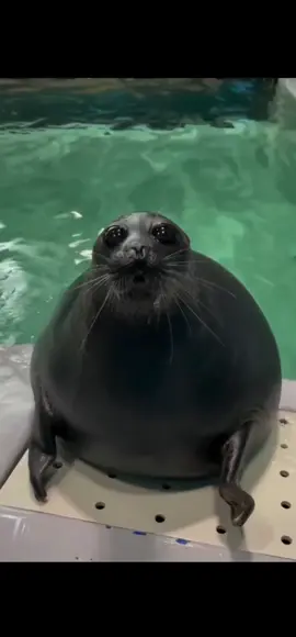 silly seal #fypppppppp  #fyppppppppppppppppppppppp #sealife  #silly #seal #spinning #sillysealsilly seal #fypppppppp  #fyppppppppppppppppppppppp #sealife  #silly #seal #spinning #sillyseal #CapCut 