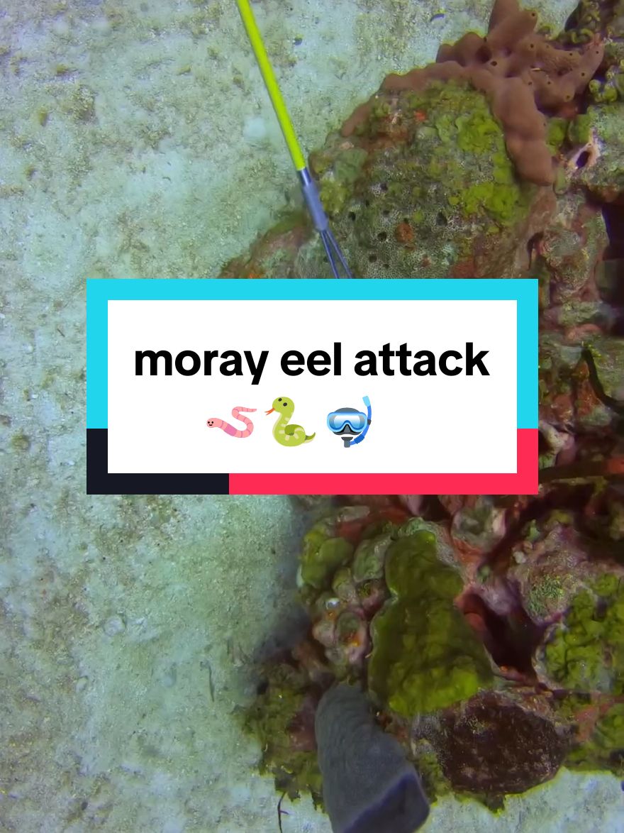 moray eel attacks #spearfishing #fishing #moray #morayeel 