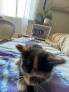 #kittens